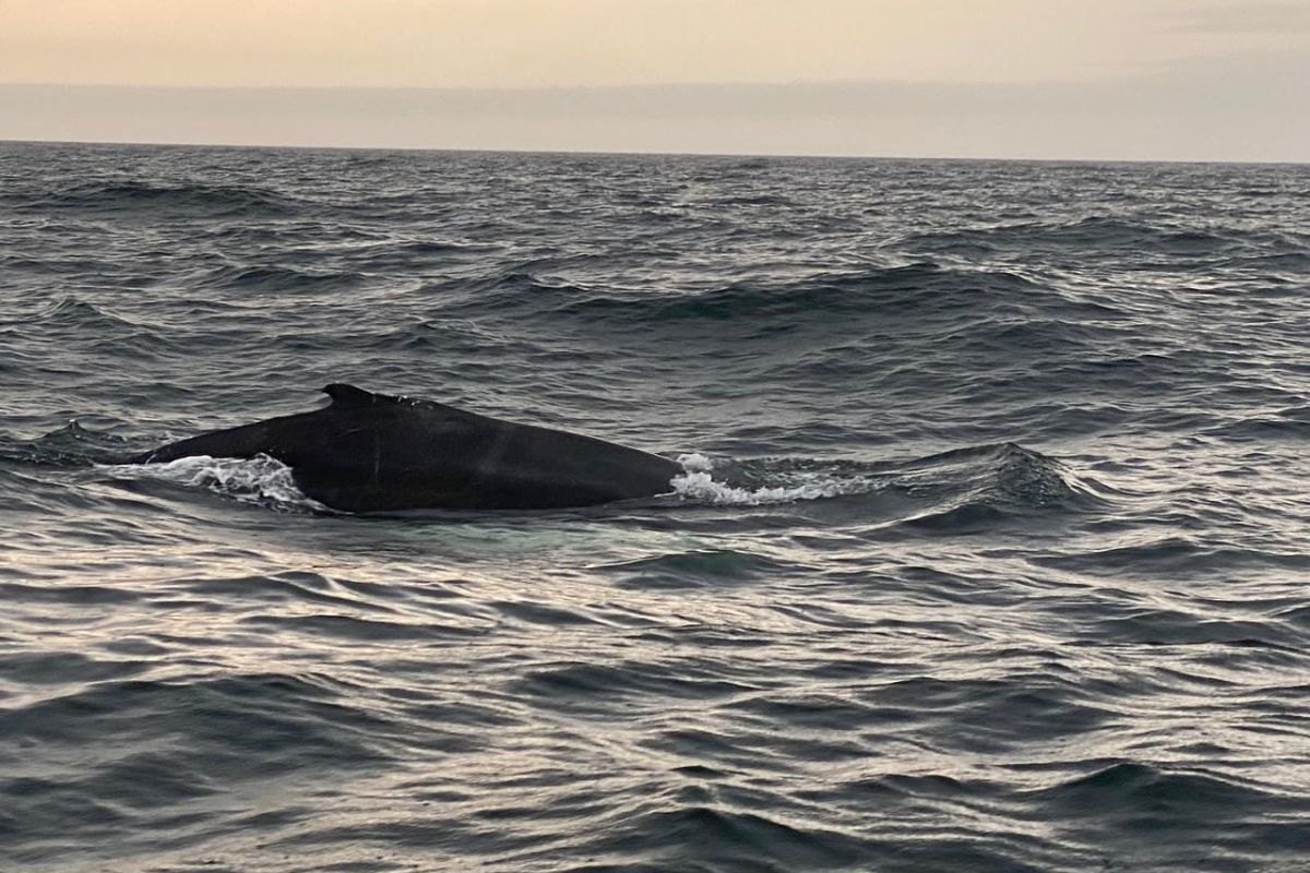 Север на ладони – Кольский