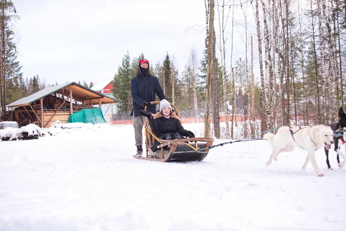 Хаски и олени: экскурсия в питомник (Карелия, Петрозаводск)