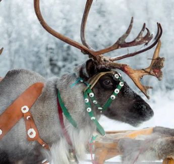 Наблюдение за животными