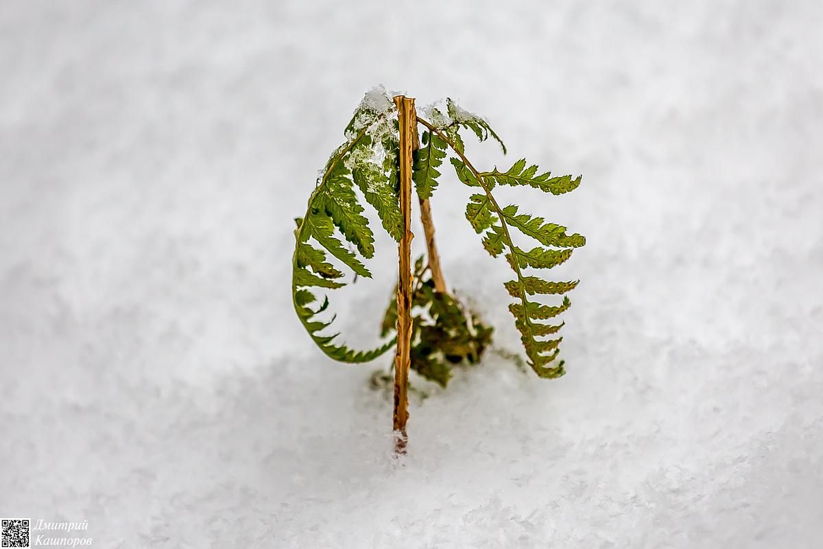 Времена года. Зимняя Карелия с фотографом