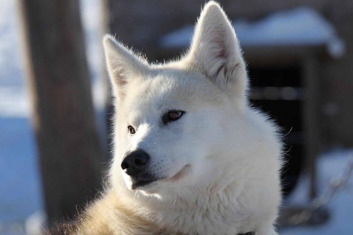 Экскурсия в питомник ездовых собак, катание на упряжках на Камчатке