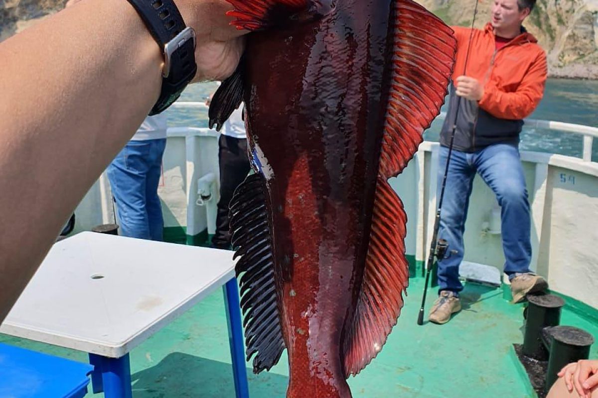 Камчатский натюрморт