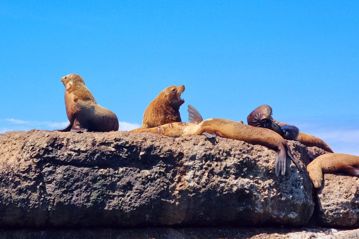 Экскурсия на лежбище сивучей (Сахалин)