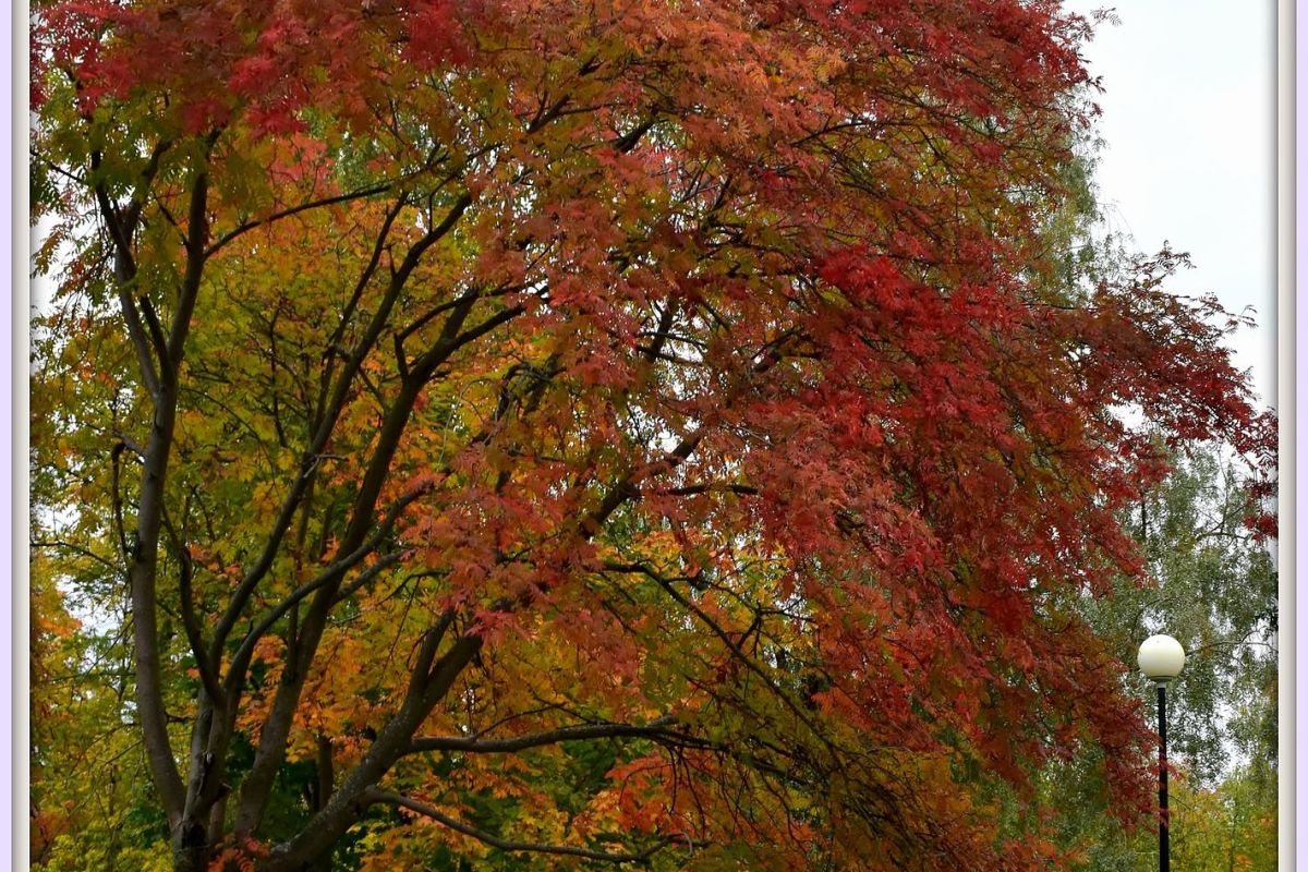 Карельские денёчки в Сортавала