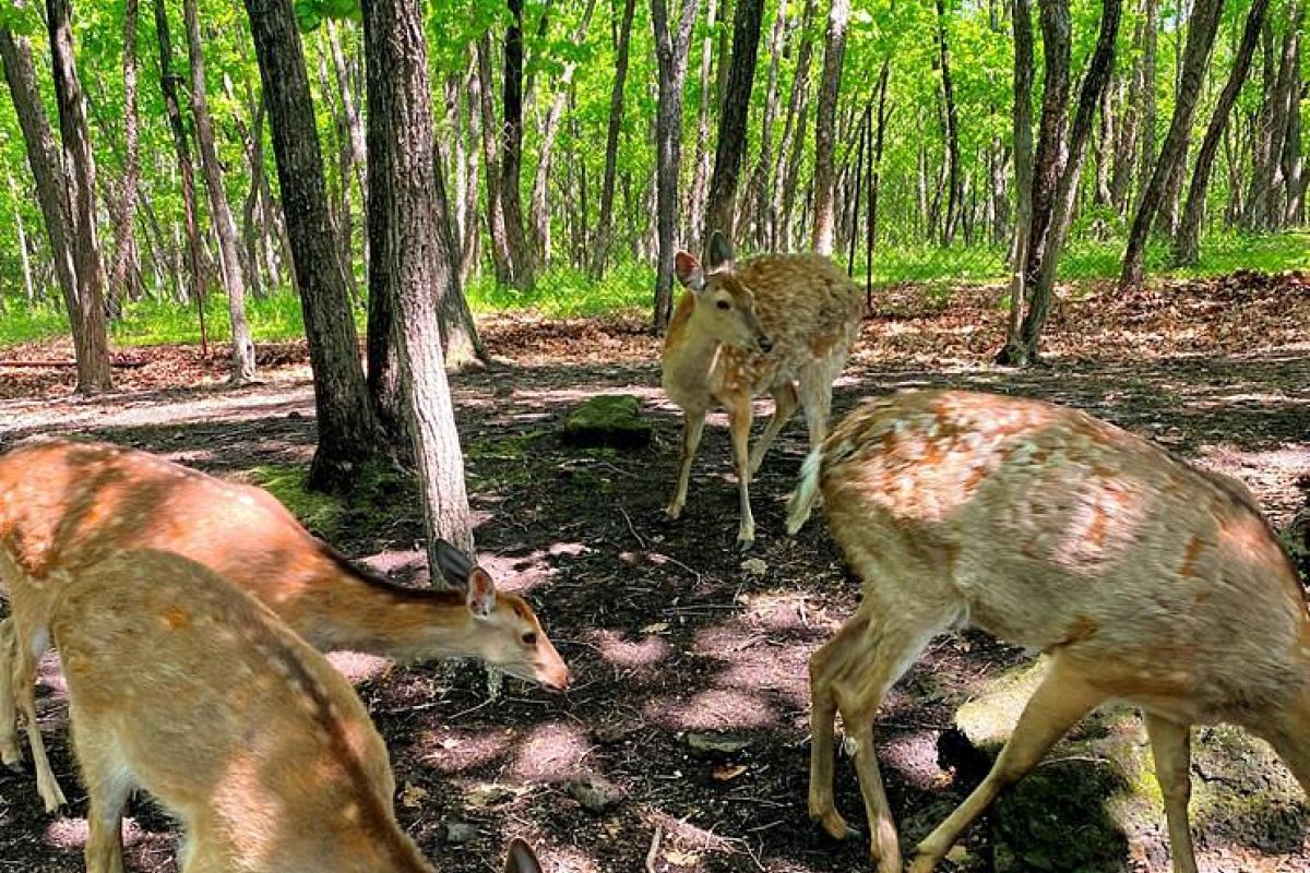 Экскурсия в Сафари-парк