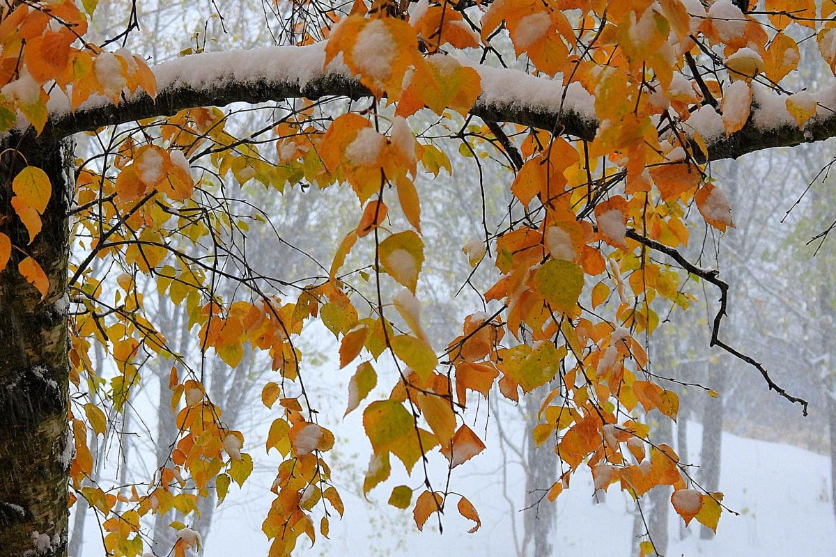 Карельские денёчки в Петрозаводске