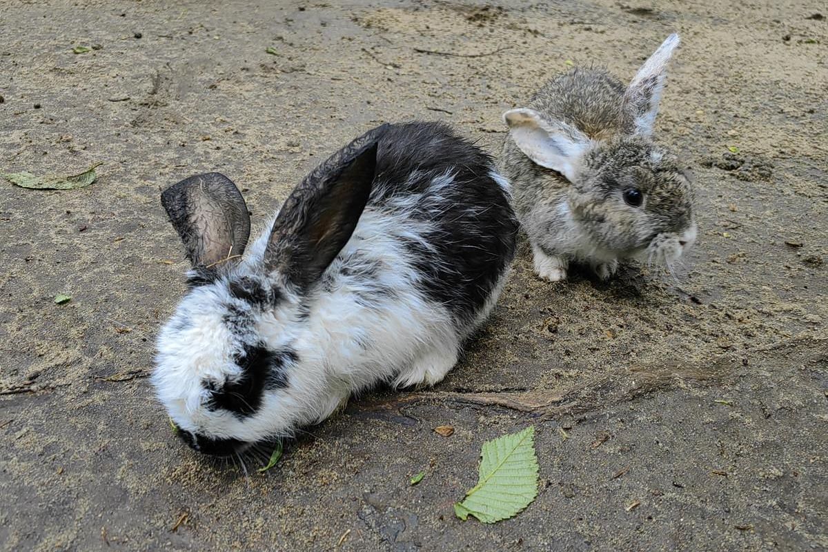 Экскурсия в Приморский Сафари-парк