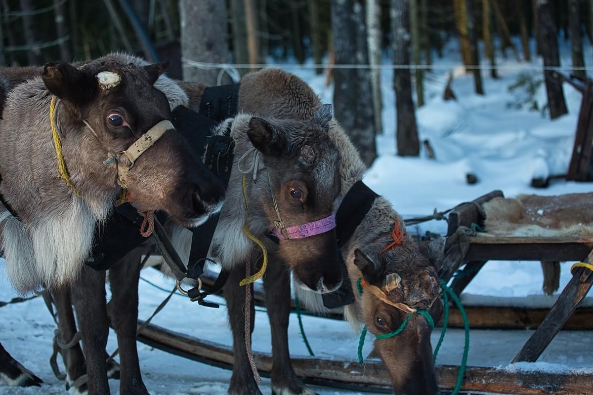 В Карелию всей семьей на 3 новогодних дня