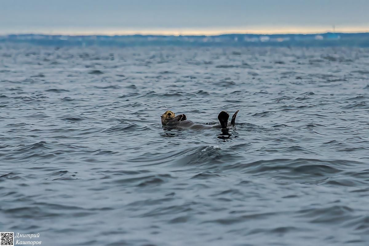 Кунашир, Шикотан и Малая курильская гряда