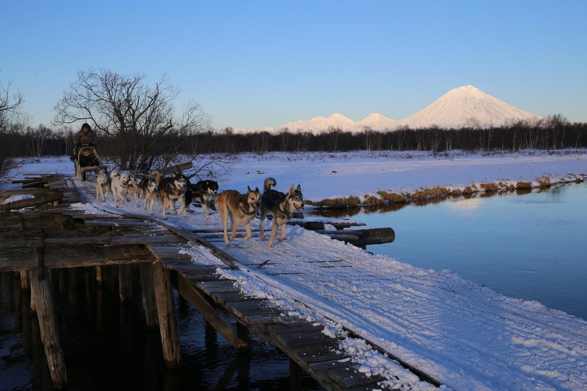 Экскурсия в питомник ездовых собак, катание на упряжках на Камчатке