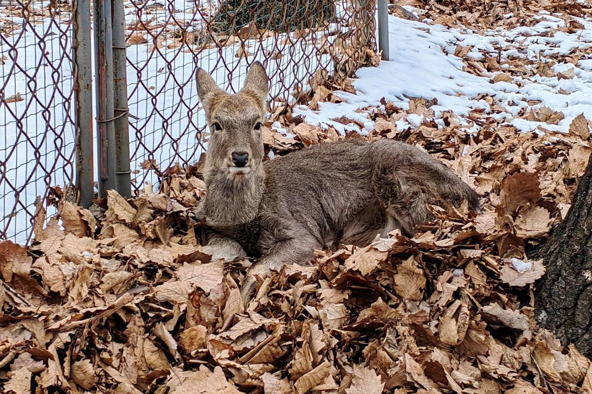 Приморский Сафари-парк и бухта «Стекляшка»