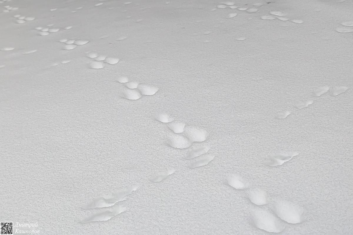 Времена года. Зимняя Карелия с фотографом