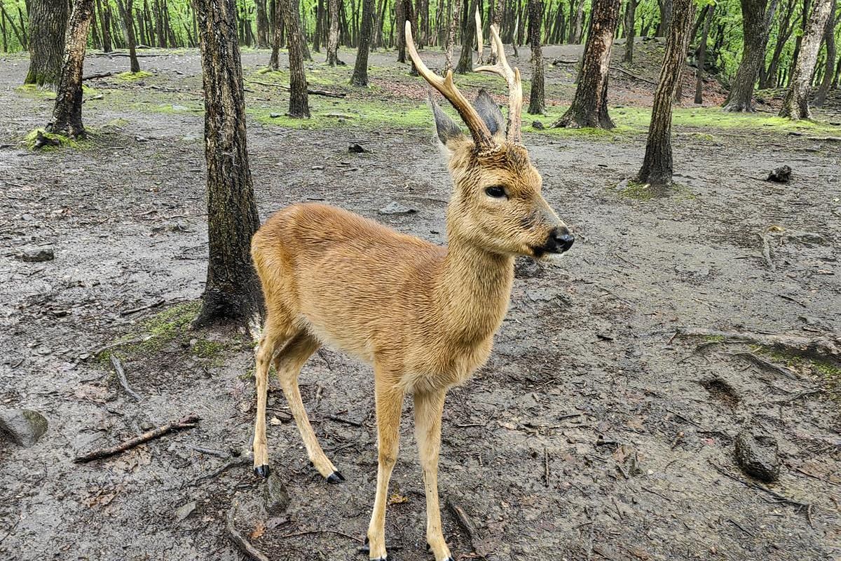 Экскурсия в Приморский Сафари-парк
