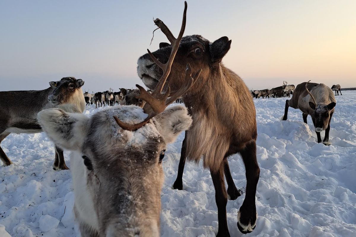 Две столицы Ямала