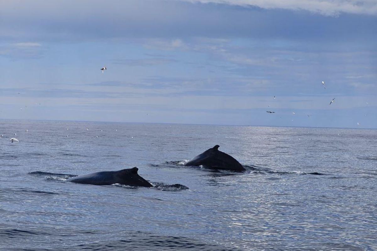 Красоты севера – летний Кольский