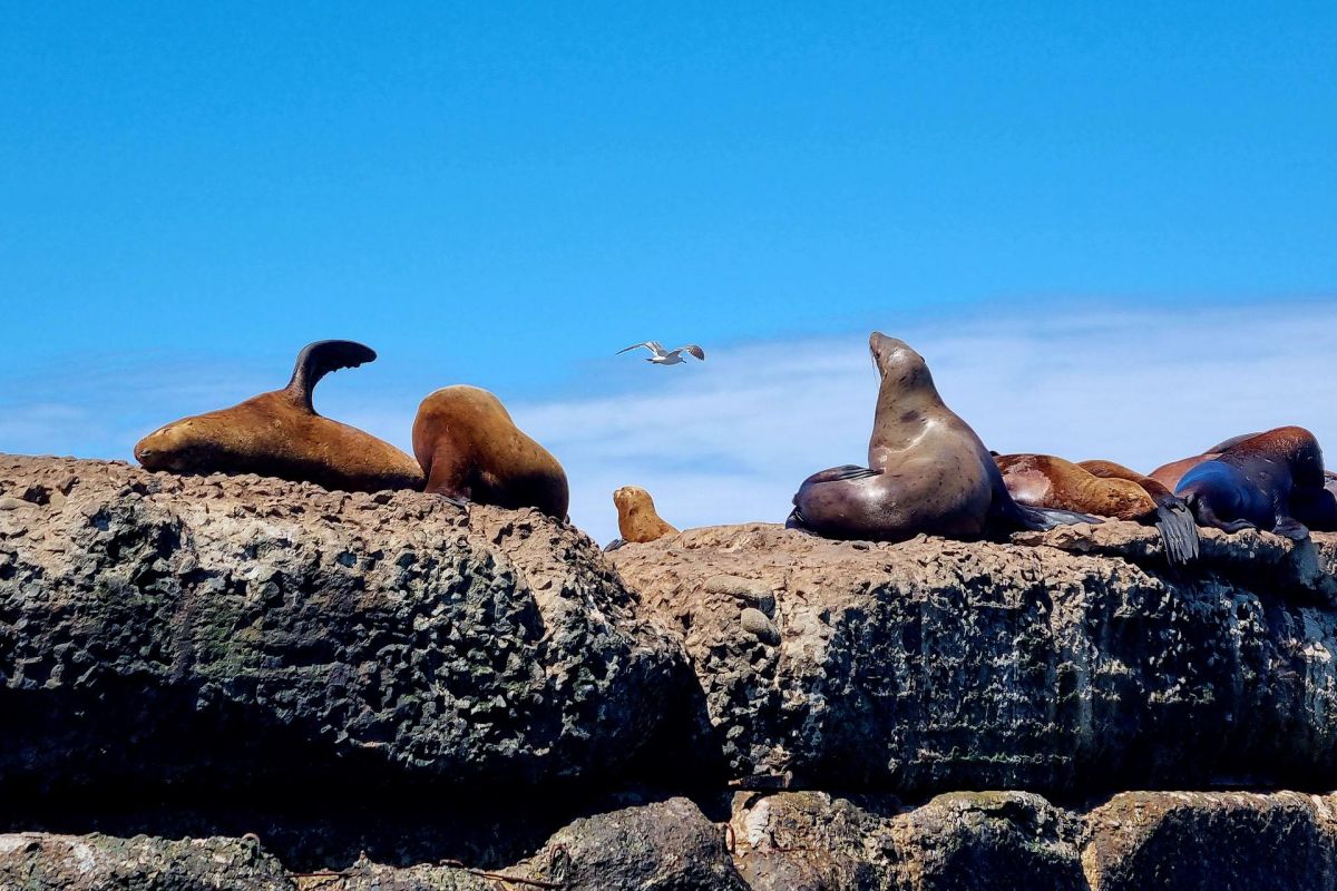 Экскурсия на лежбище сивучей (Сахалин)