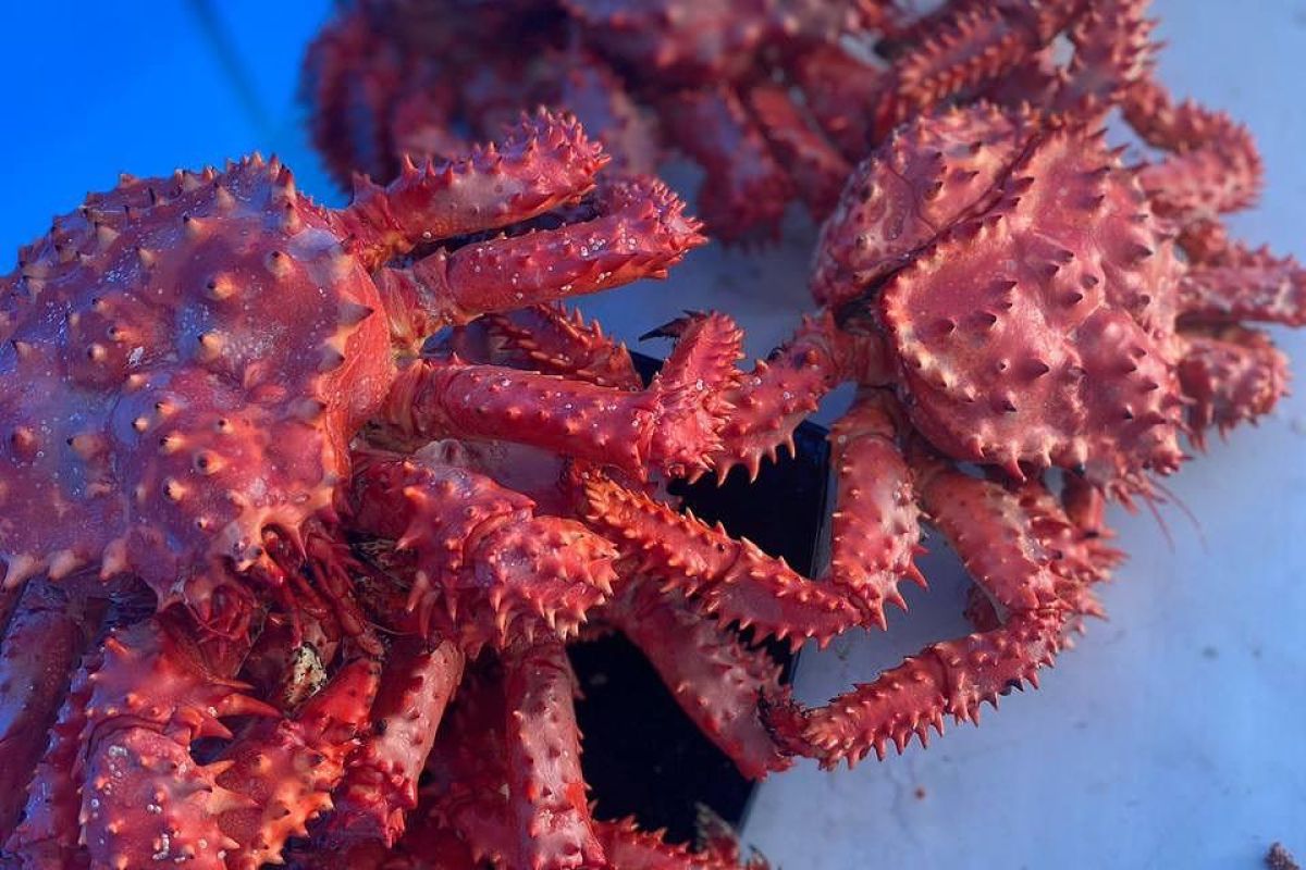 Крабалка на Сахалине