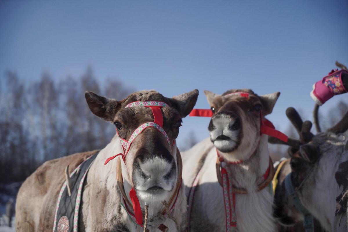 День Оленевода (Усть-Уркима, Амурская область)