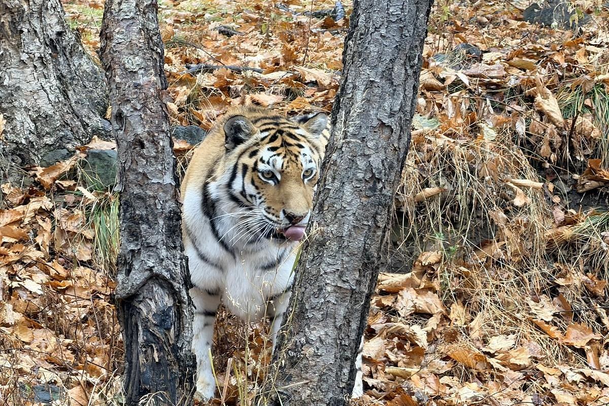 Приморье и Сахалин в одном туре