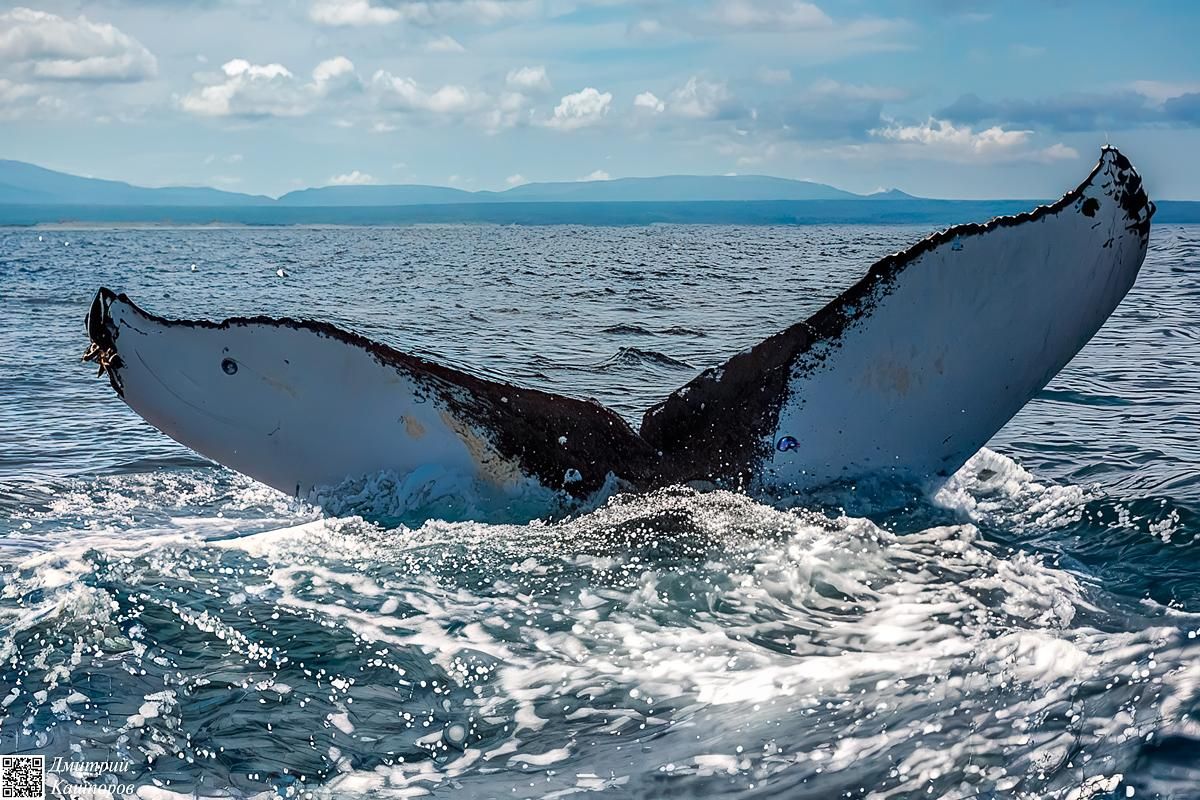Кунашир, Шикотан и Малая курильская гряда