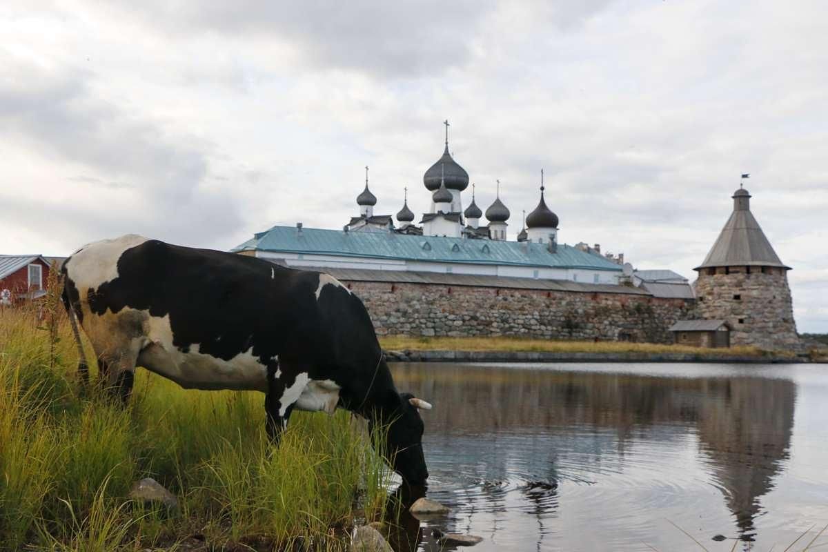 Соловки – гармония Севера