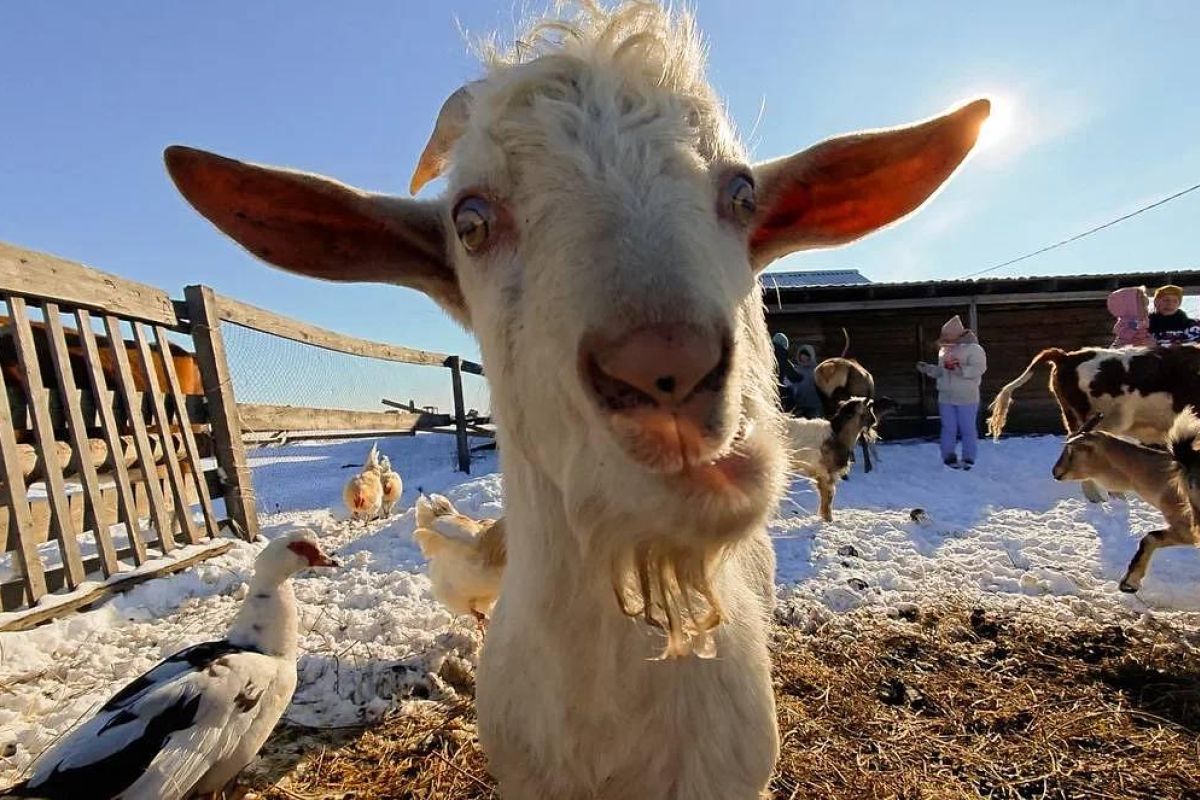 Эскурсия на экоферму (Приамурье)