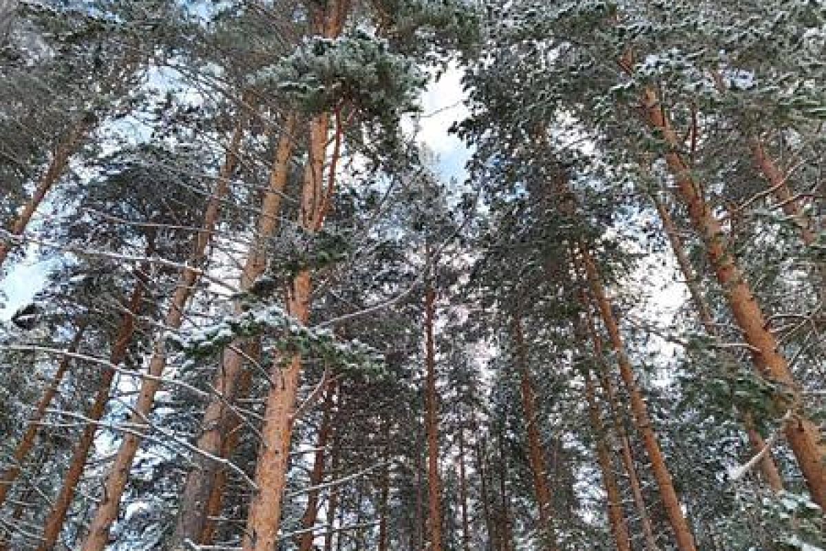 По озерам Карелии на снегоходах (6 часов)