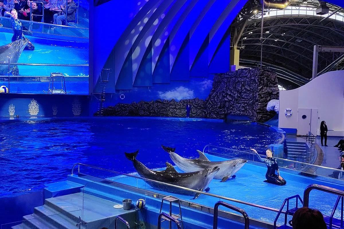 Тигры. Устрицы. Мосты. Владивосток