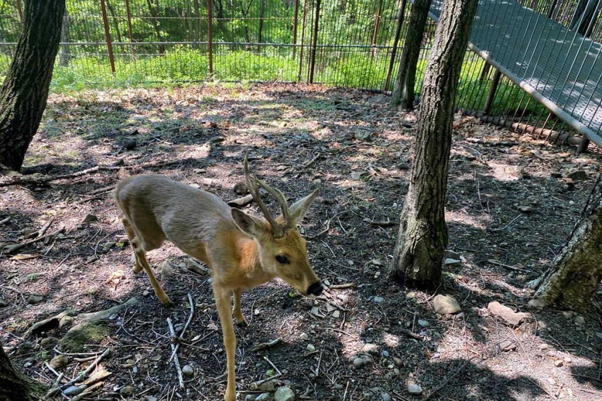 Приморский Сафари-парк и бухта «Стекляшка»