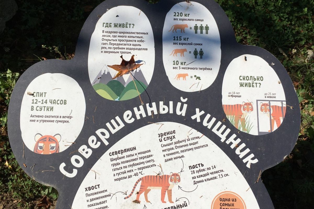 Сихотэ-Алинский заповедник: по следам амурского тигра!