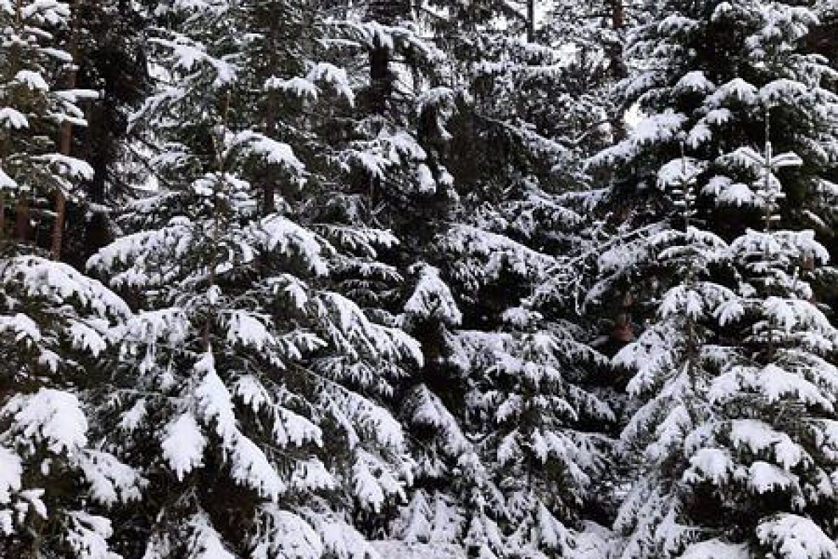 По озерам Карелии на снегоходах (6 часов)