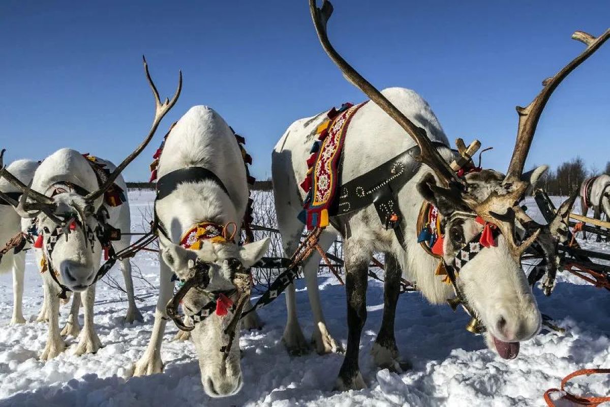 Новогодний тур в Мурманск 2025 !