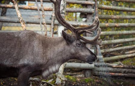 Один день на севере