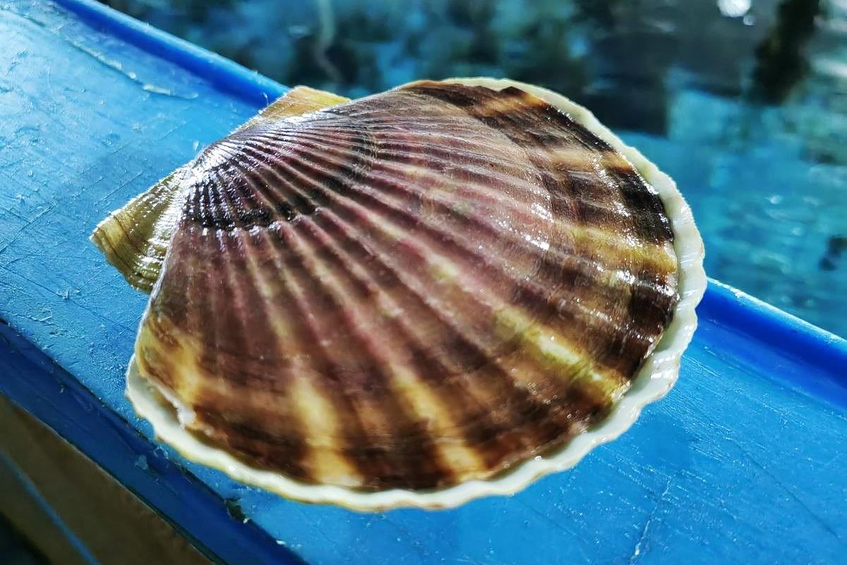 Мореферма + отдых у моря (остров Русский)