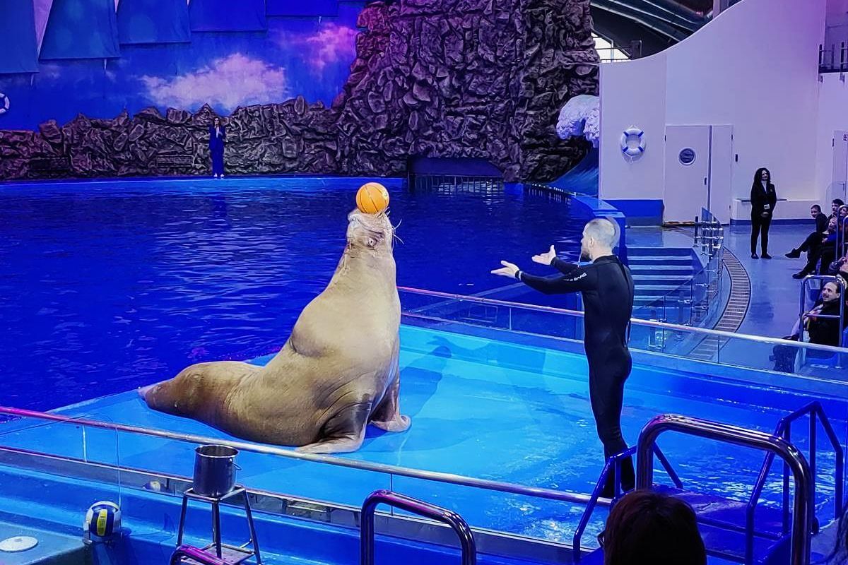 Тигры. Устрицы. Мосты. Владивосток