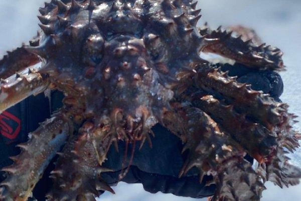 Яркая зима на Сахалине (5 дней)