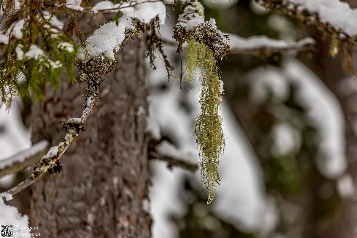 Времена года. Зимняя Карелия с фотографом