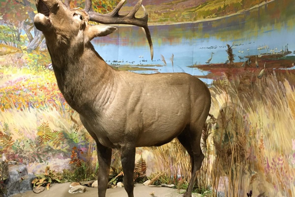 Сихотэ-Алинский заповедник: по следам амурского тигра!