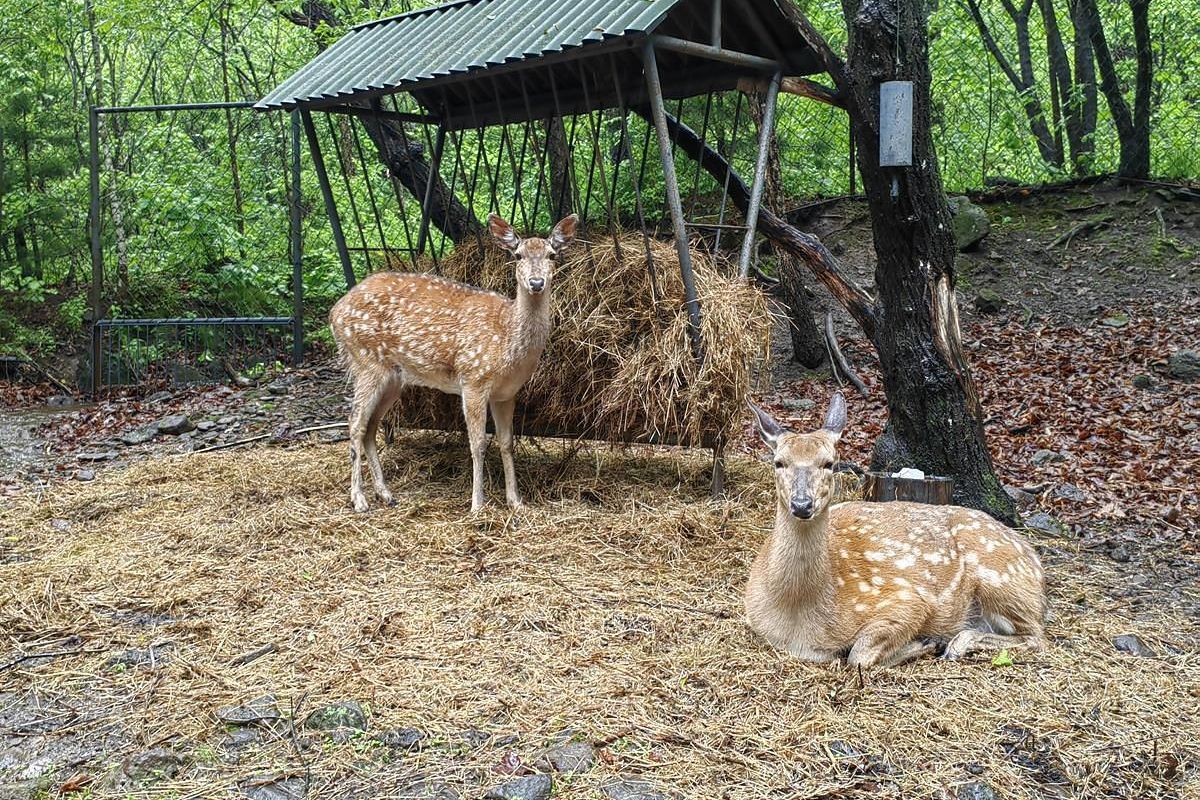 Экскурсия в Приморский Сафари-парк