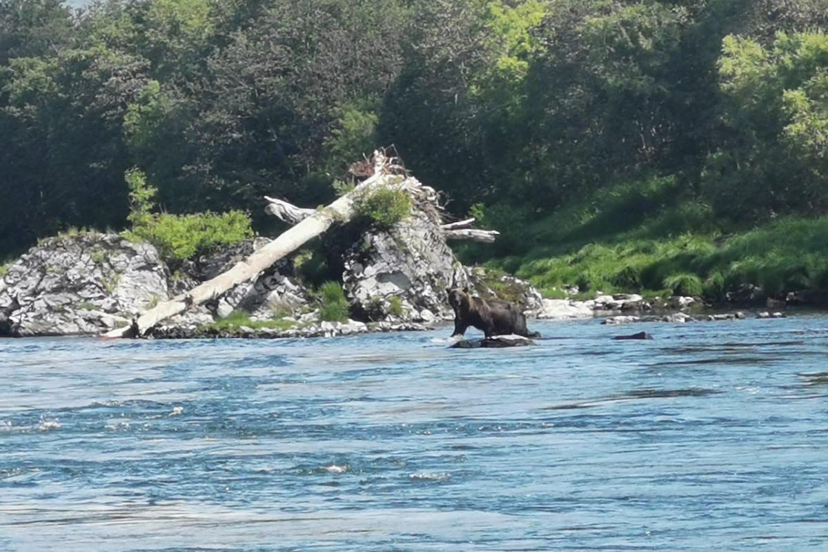 Толбачик. По следам извержения + Сплав