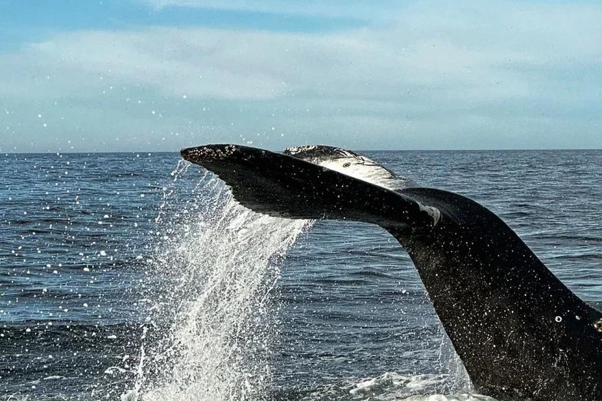 В Мурманске весна: Териберка - морская прогулка