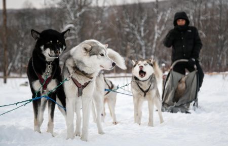 Катание на собачьих упряжках + этноэкскурсия на Камчатке