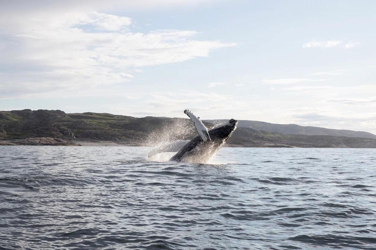 Горы. Море. Водопады +морская прогулка (3 дня на Кольском)