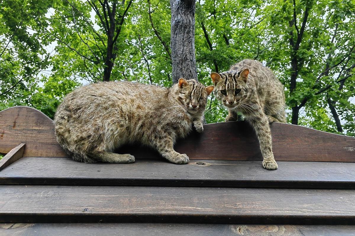 Экскурсия в Приморский Сафари-парк