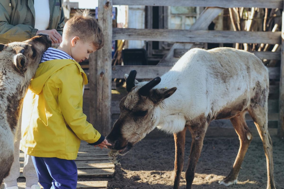 Красоты севера – летний Кольский