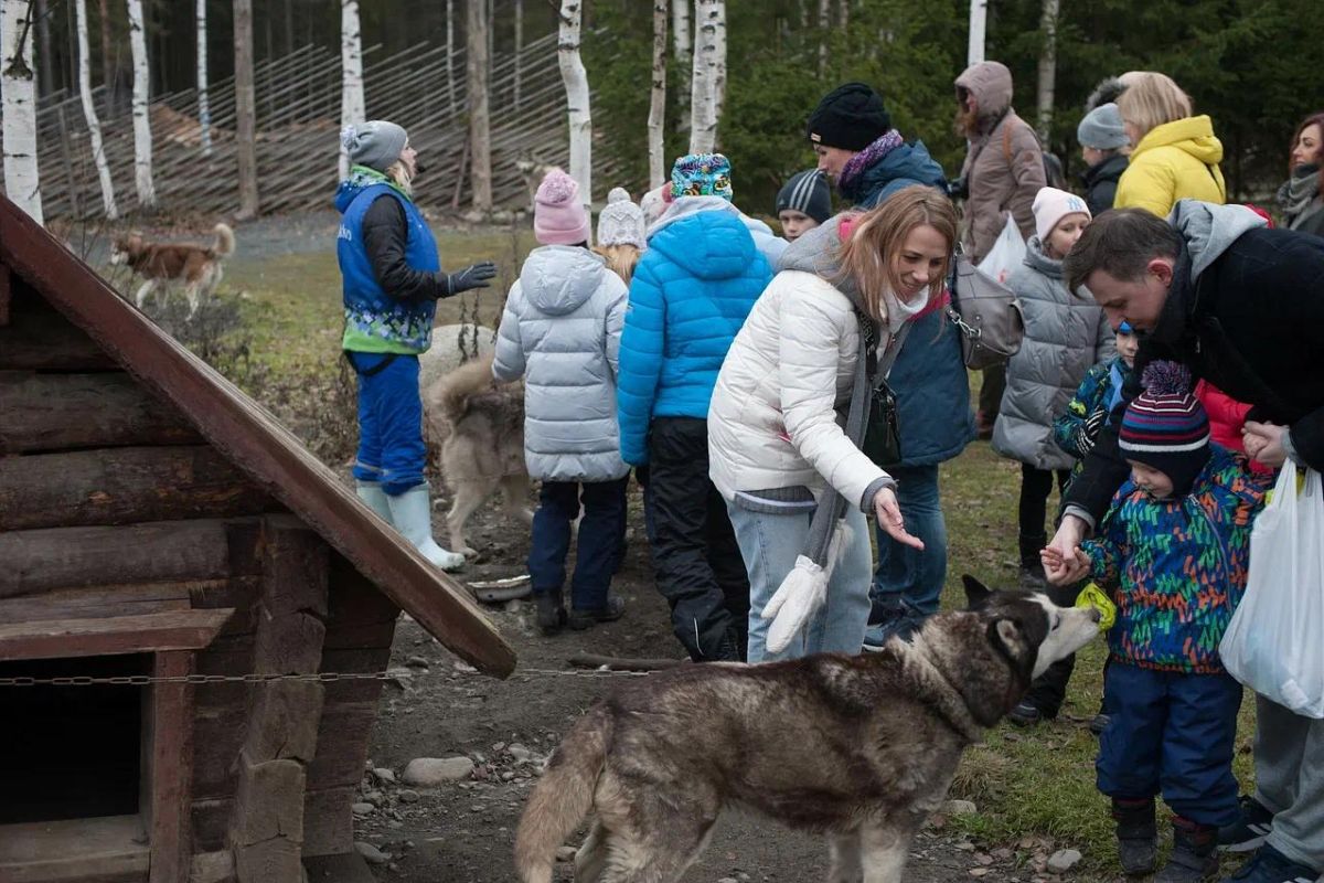 Хаски и олени: экскурсия в питомник (Карелия, Петрозаводск)