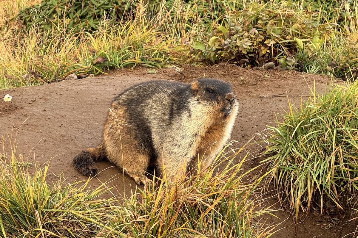 Камчатка. Сокровище ЮНЕСКО