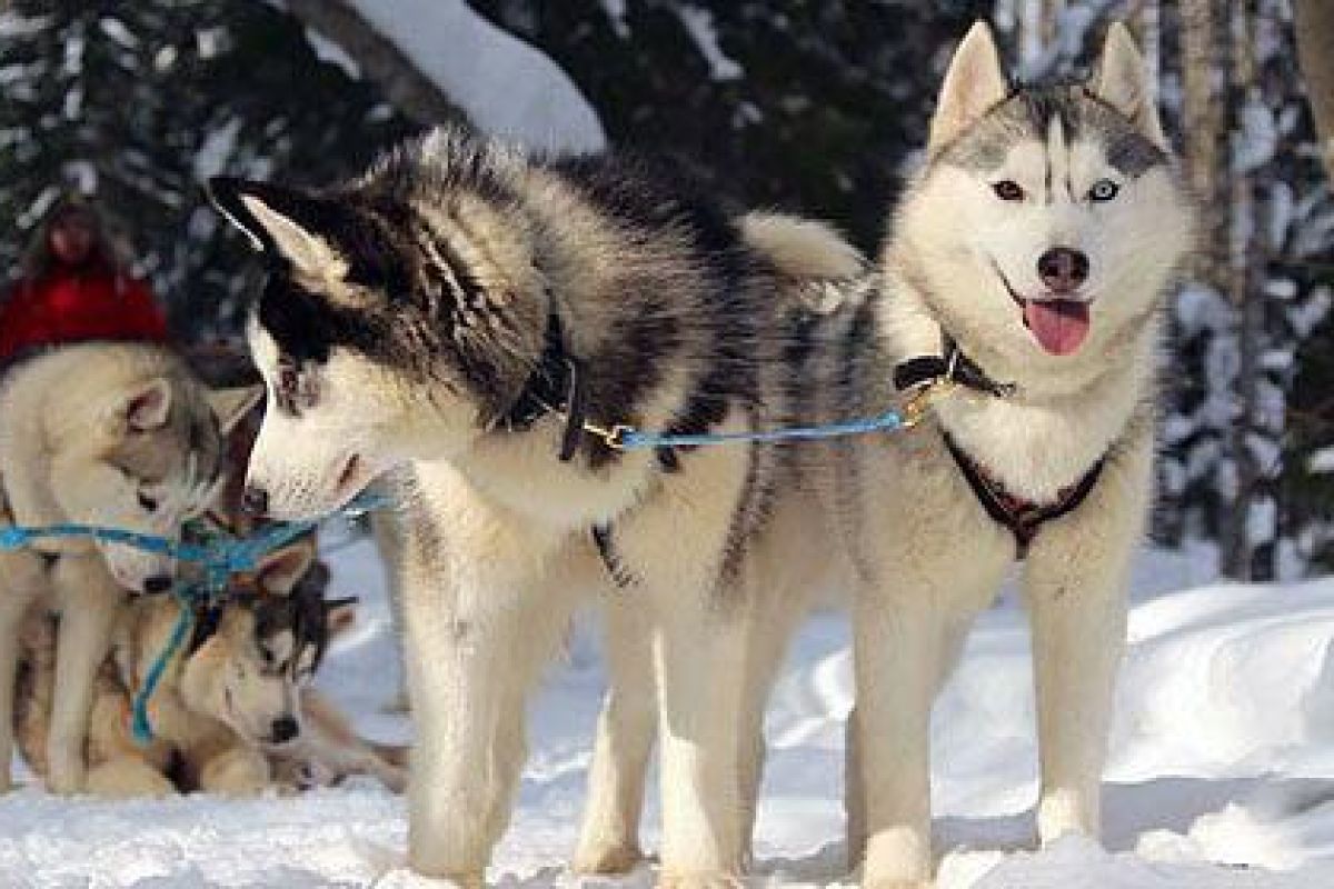 Хаски и олени: экскурсия в питомник (Карелия, Петрозаводск)