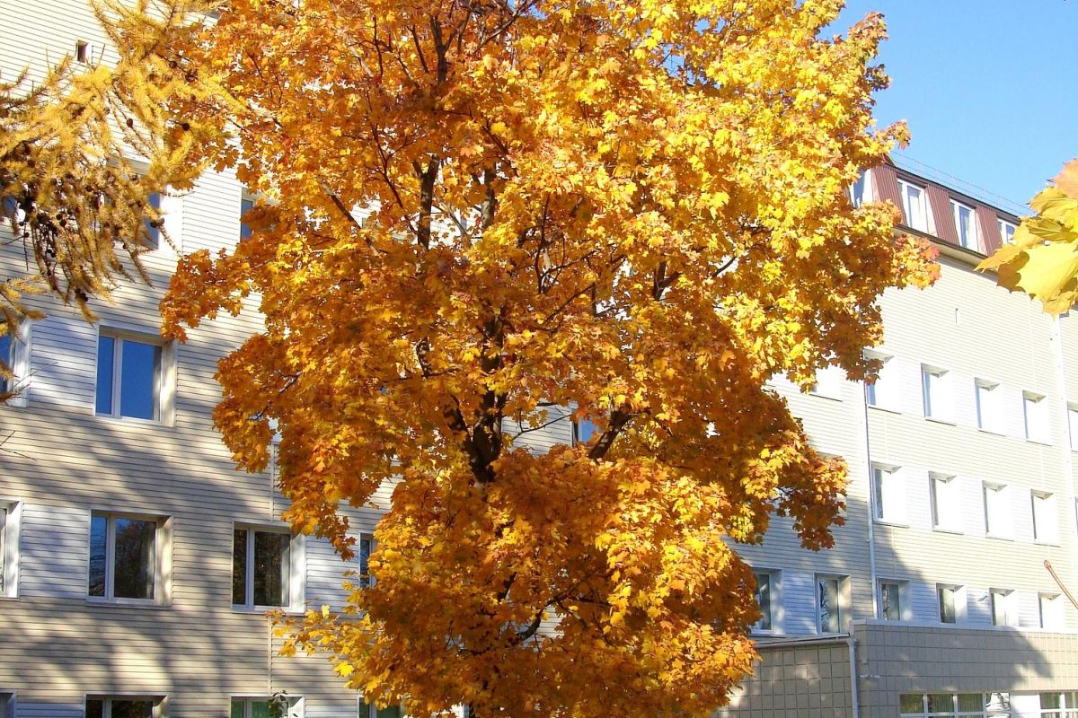Карельские денёчки в Петрозаводске
