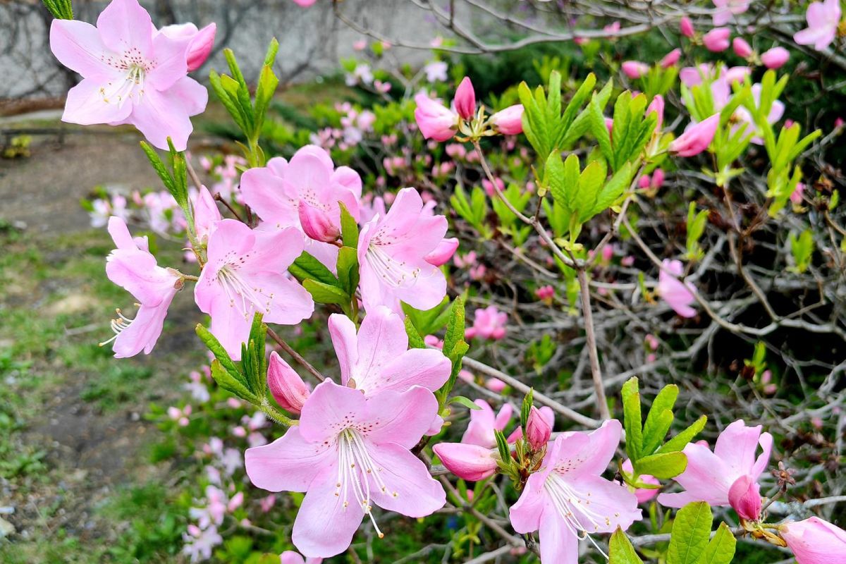 Дыхание весны в Приморье